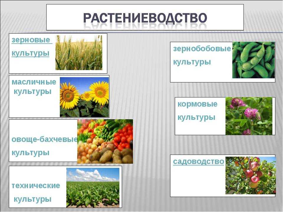 Классификация сена по ботаническому составу. его характеристика и питательная ценность : реферат : ботаника и сельское хоз-во
