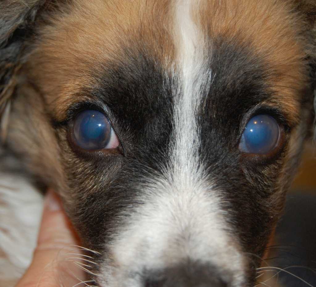Болезни глаз у животных – конъюнктивит крс
