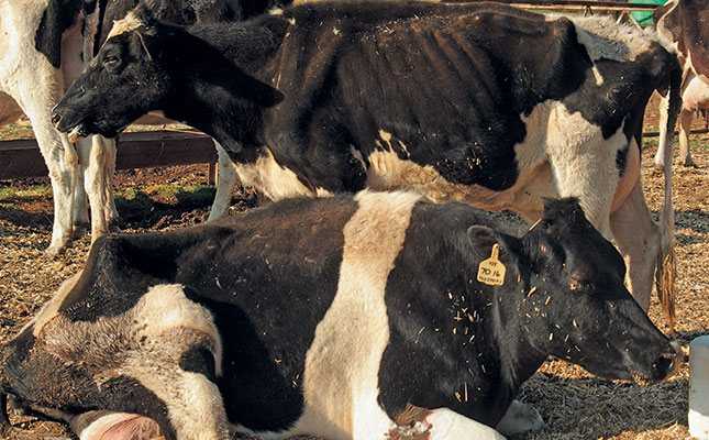 Фасциолез крупного рогатого скота: лабораторная диагностика, профилактика и препараты для лечения