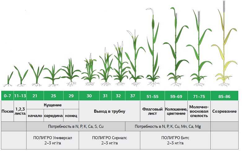 Вопросы 1, 29. фазы роста и развития зерновых культур и их характеристика. зерновые культуры - контрольная работа