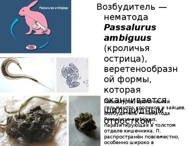 Выгоняем глистов из кроликов | кролики. разведение и содержание в домашних условиях