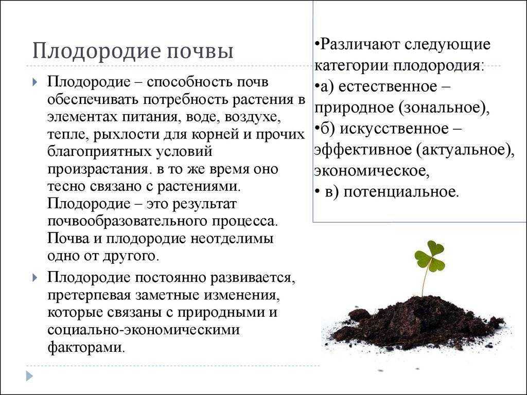 Интересные факты про почву: откуда возникла и для чего нужна