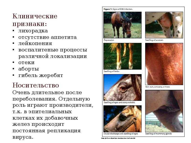 Вирусный артериит лошадей ( eva ) презентация, доклад, проект