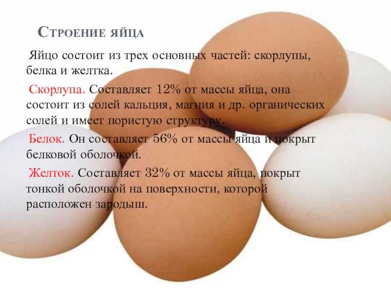 Сколько времени формируется яйцо у курицы, как появляются птенцы