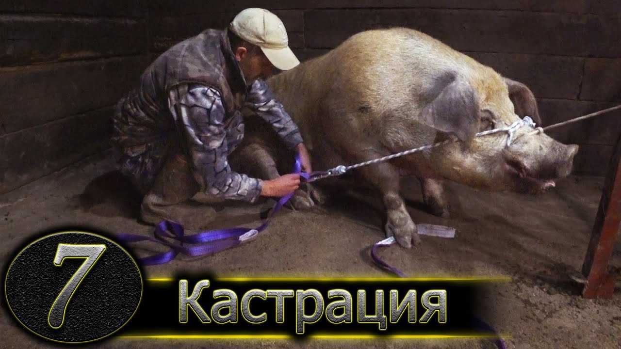 Кастрация поросят и взрослых свиней