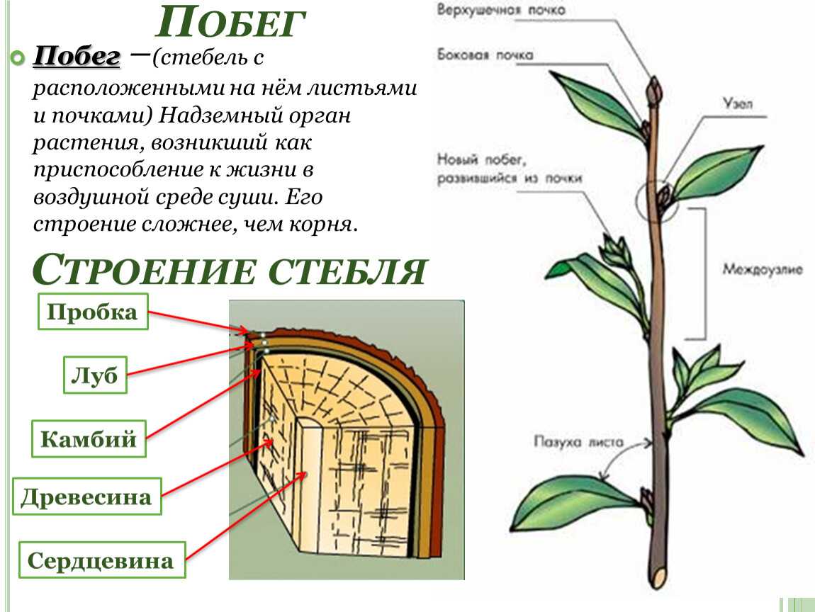 Стебель растения