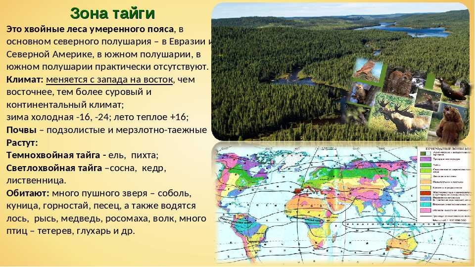 Тайга и таежные леса