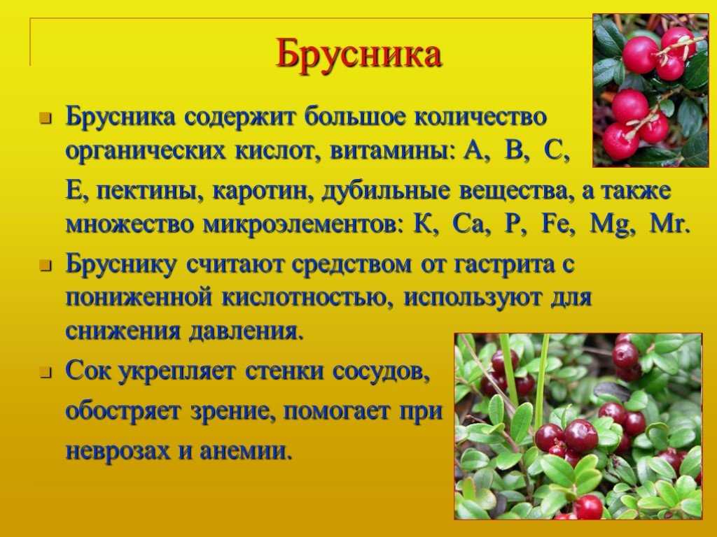 Брусника - полезные свойства ягоды и противопоказания