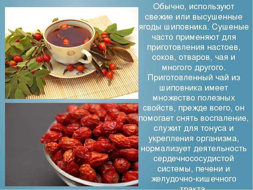 Шиповник: польза и вред для здоровья человека, противопоказания, способы употребления — секрет фирмы