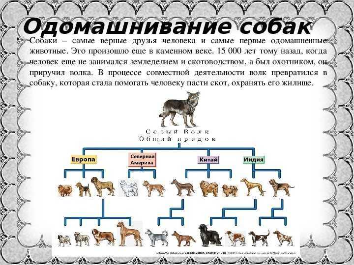 История одомашнивания животных: процесс и причины