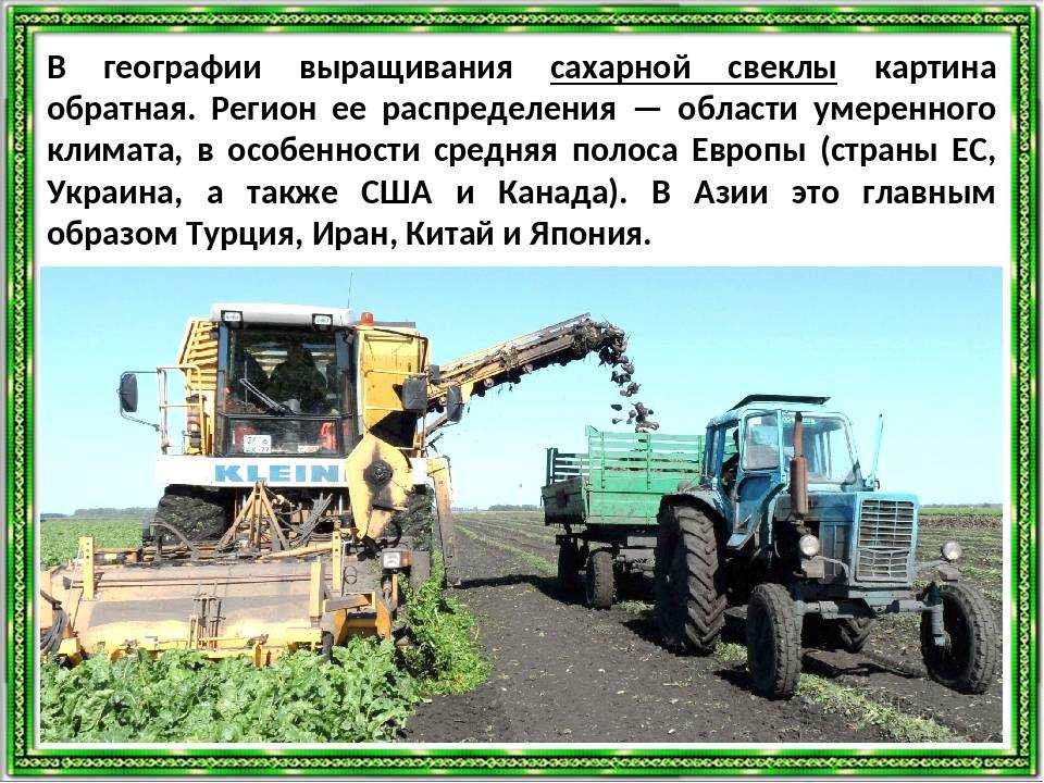 Кормовая свекла - как выглядит, выращивание, сорта, когда убирают урожай
