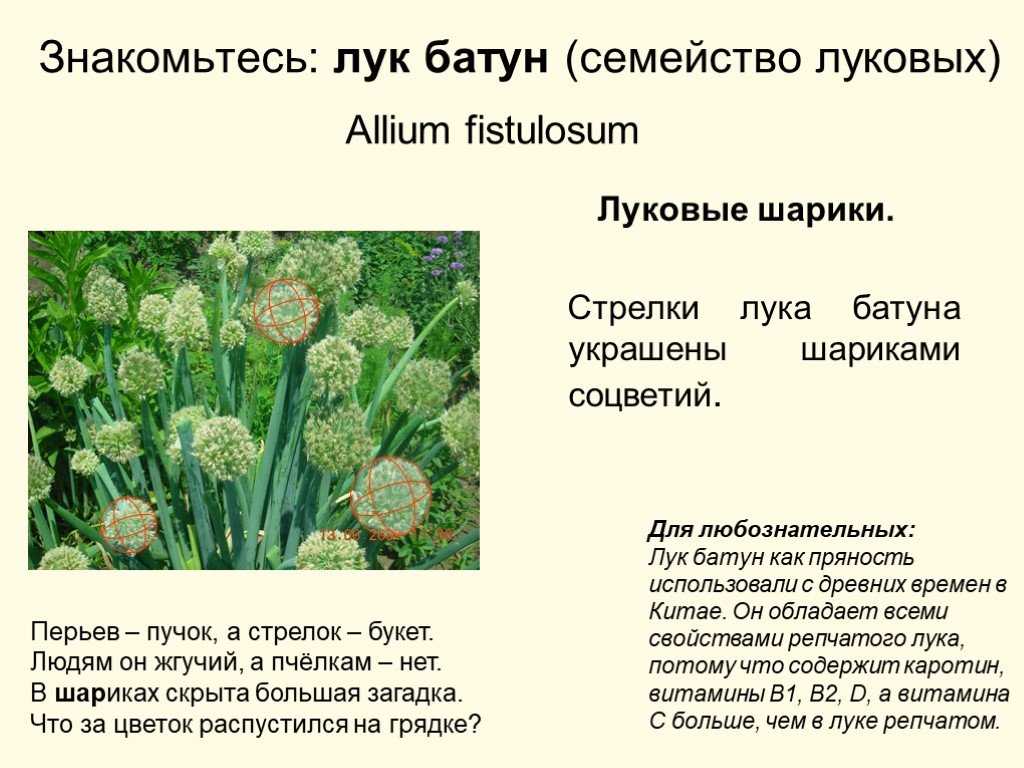 История лука овоща кратко