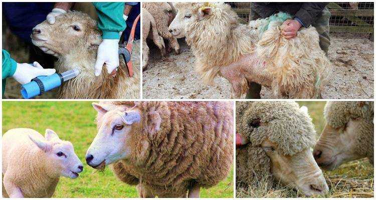 Чесотка овец: признаки заболевания, лечение и профилактика