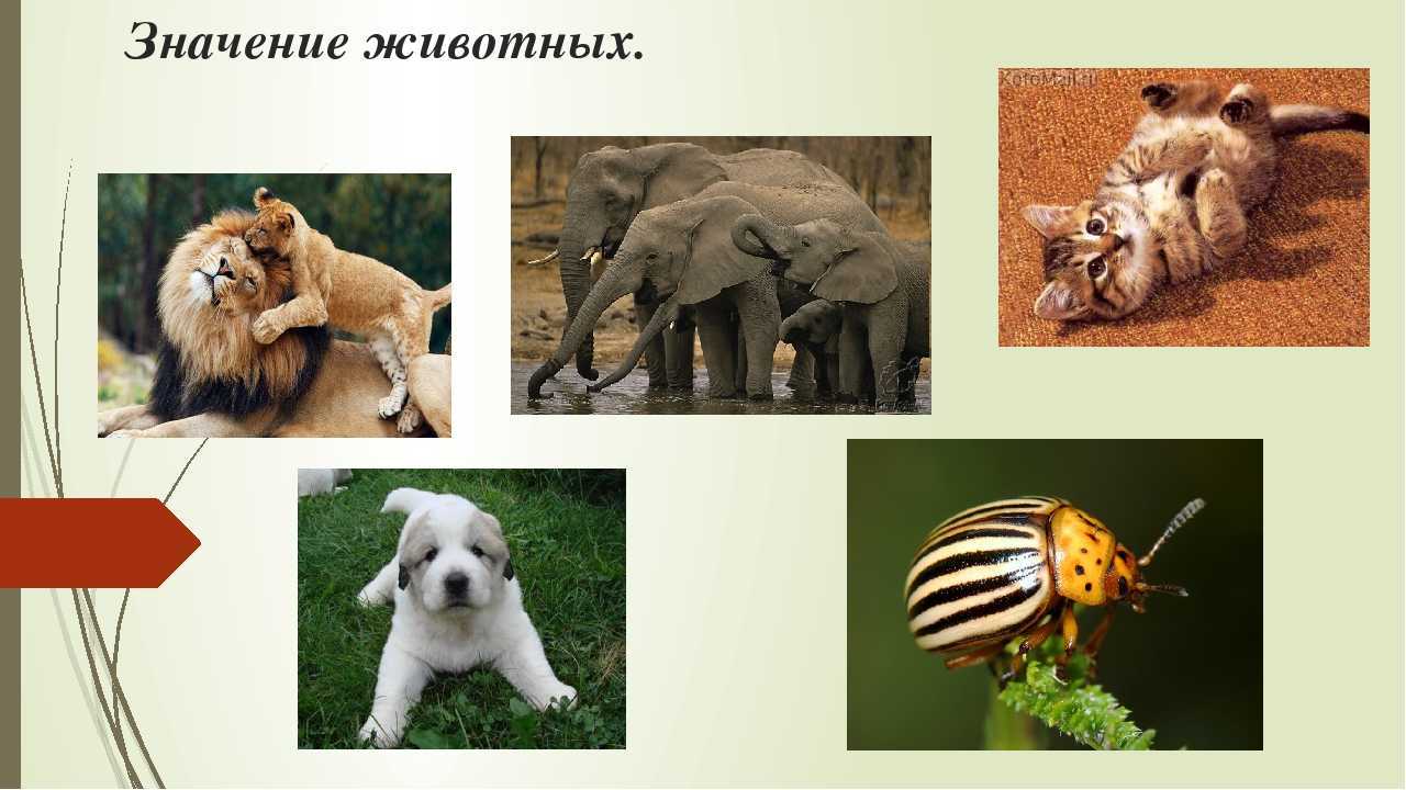 Вода в жизни организмов