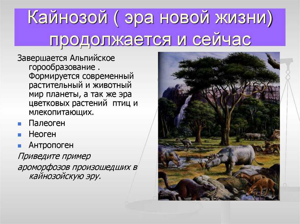 Эры земли: архей, протерозой, палеозой, мезозой, кайнозой