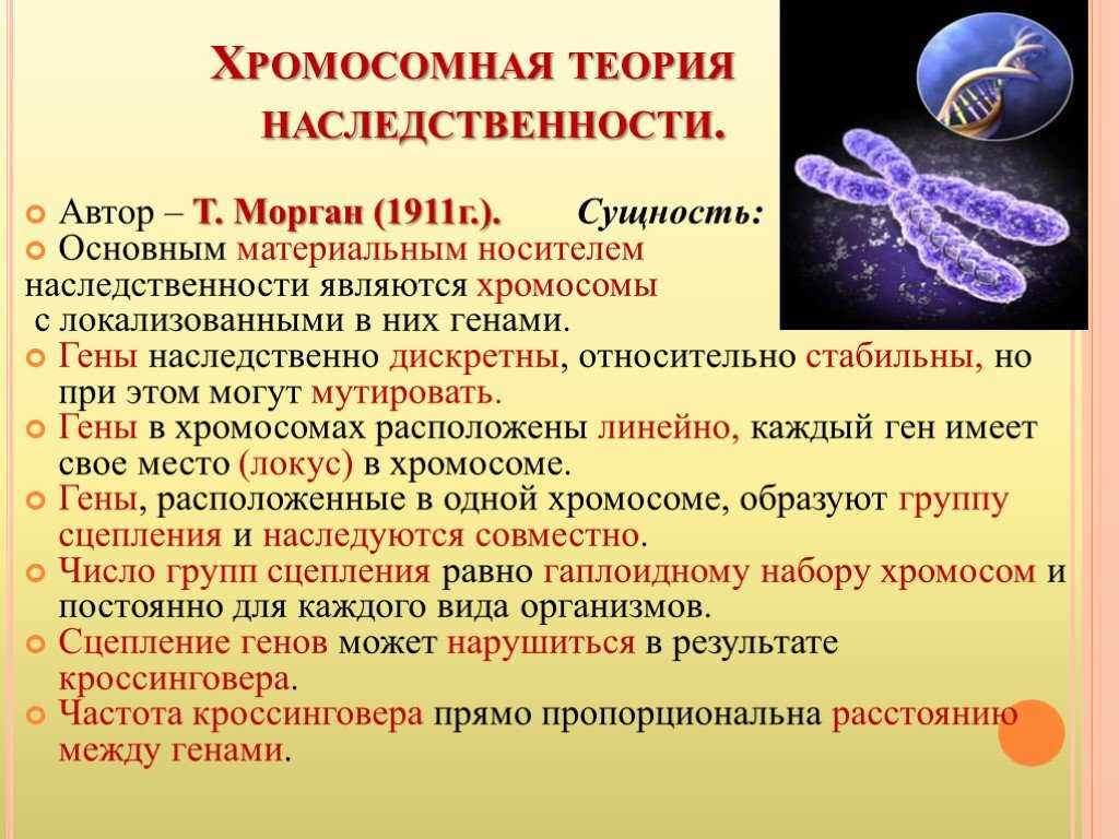 Хромосомная теория наследственности