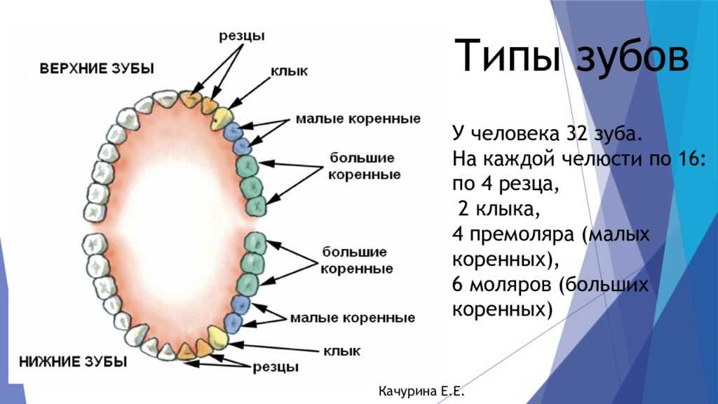 Какие зубы есть у кабана: строение и функции
