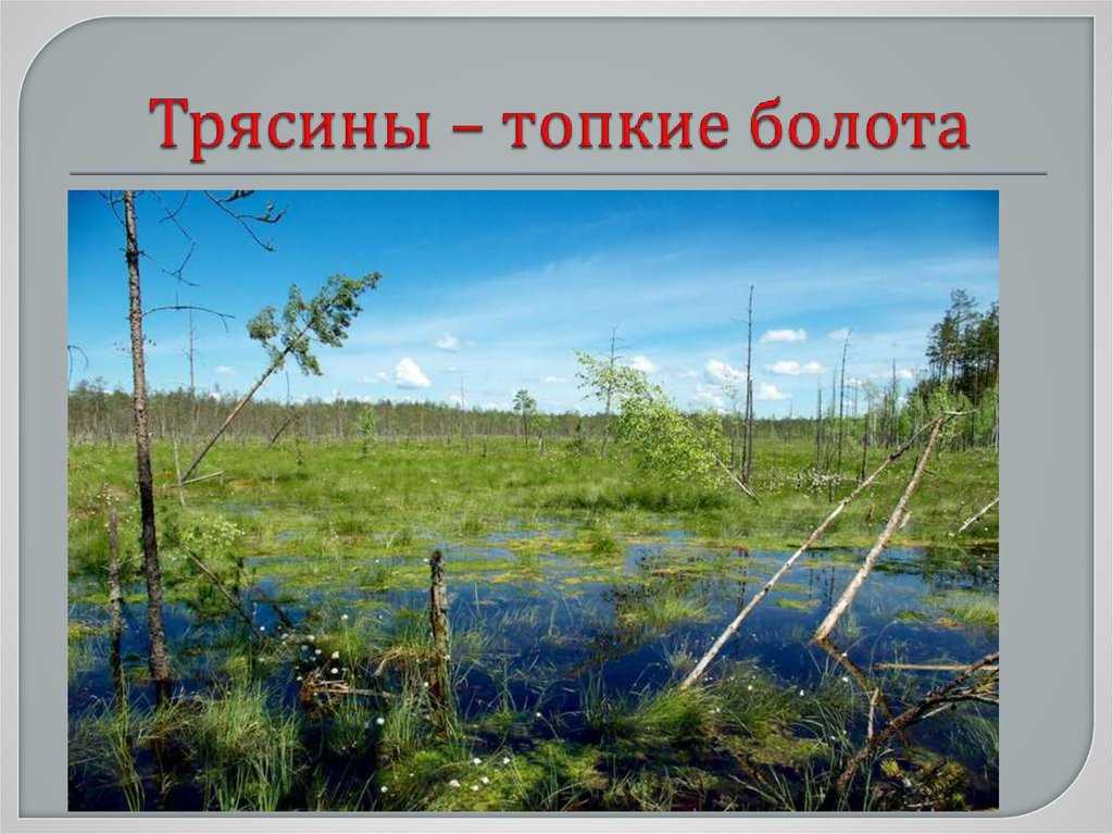 Как образуется болото