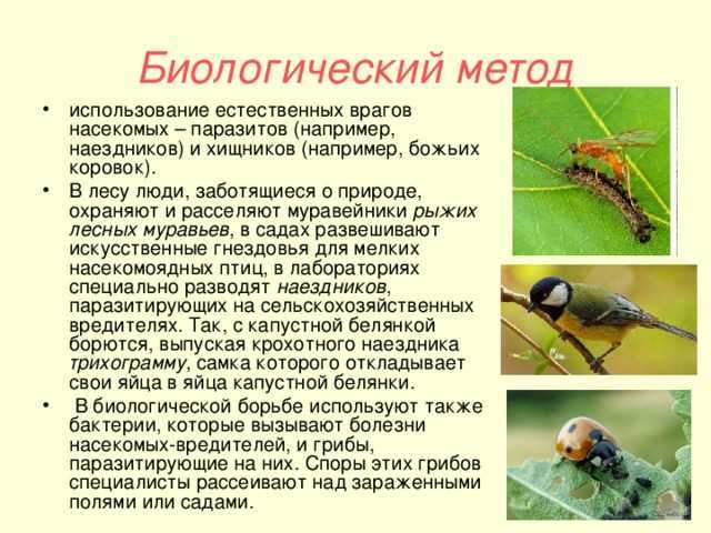 Реферат: способы борьбы с вредителями и болезнями растений