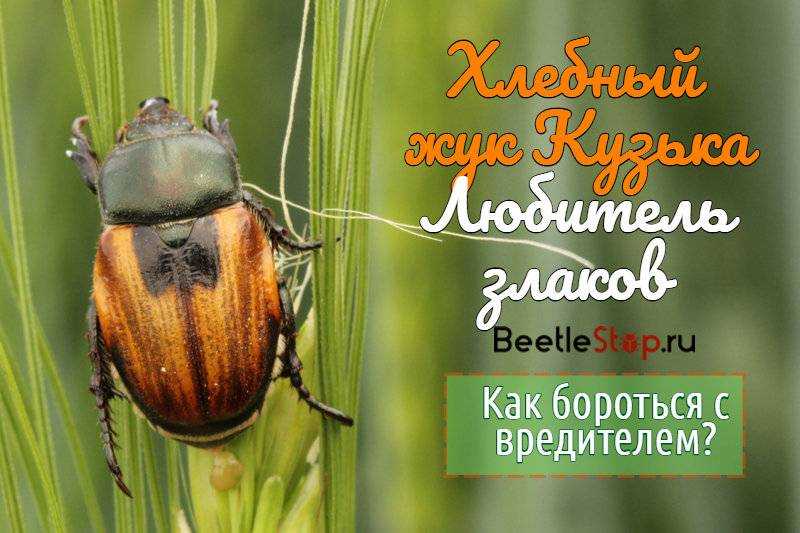 Полосатая хлебная блошка