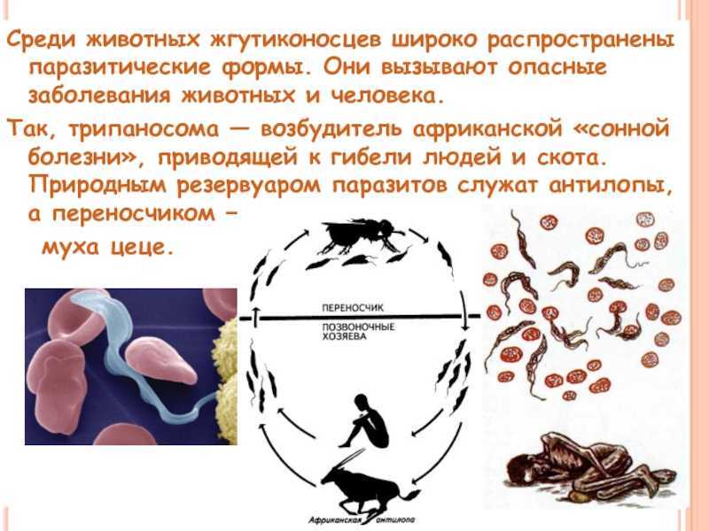 Трипаносомоз животных - animal trypanosomiasis - dev.abcdef.wiki