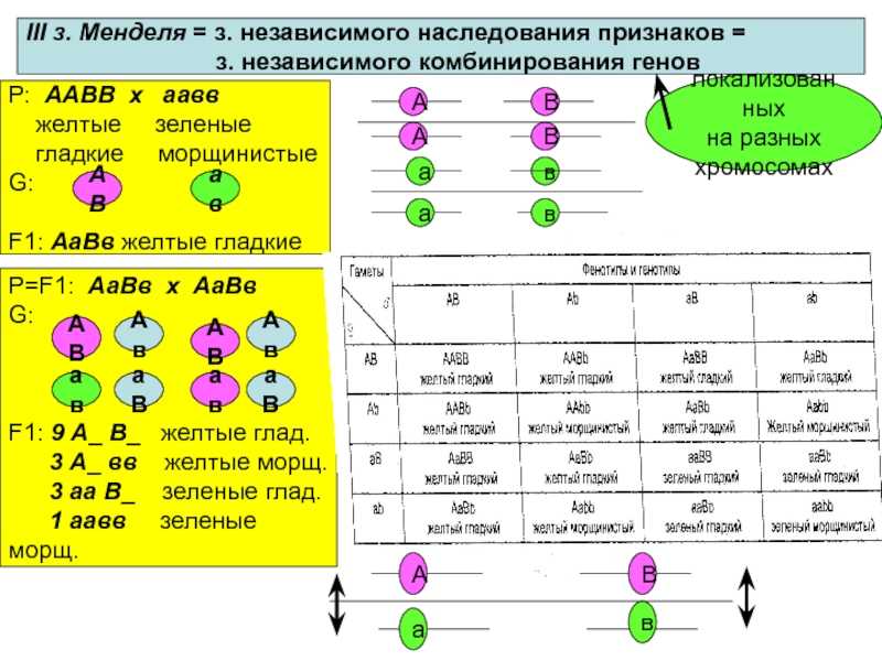 Генетика. основные понятия и законы | организм как биологическая система | теория | решутест. продвинутый тренажёр тестов