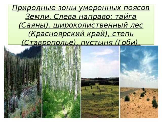 Характеристика умеренного леса, местоположение, флора, фауна, климат / окружающая среда | thpanorama - сделайте себя лучше уже сегодня!