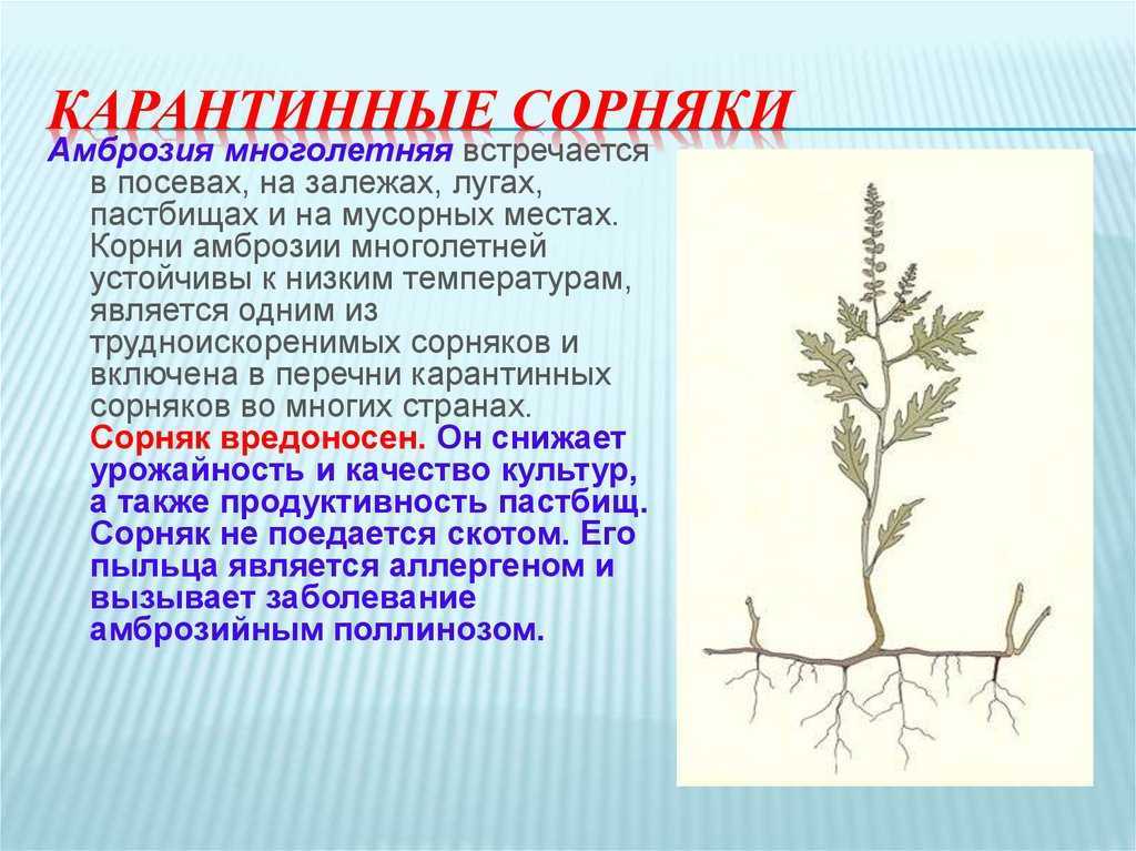 Самые распространенные огородные сорняки: фото и названия