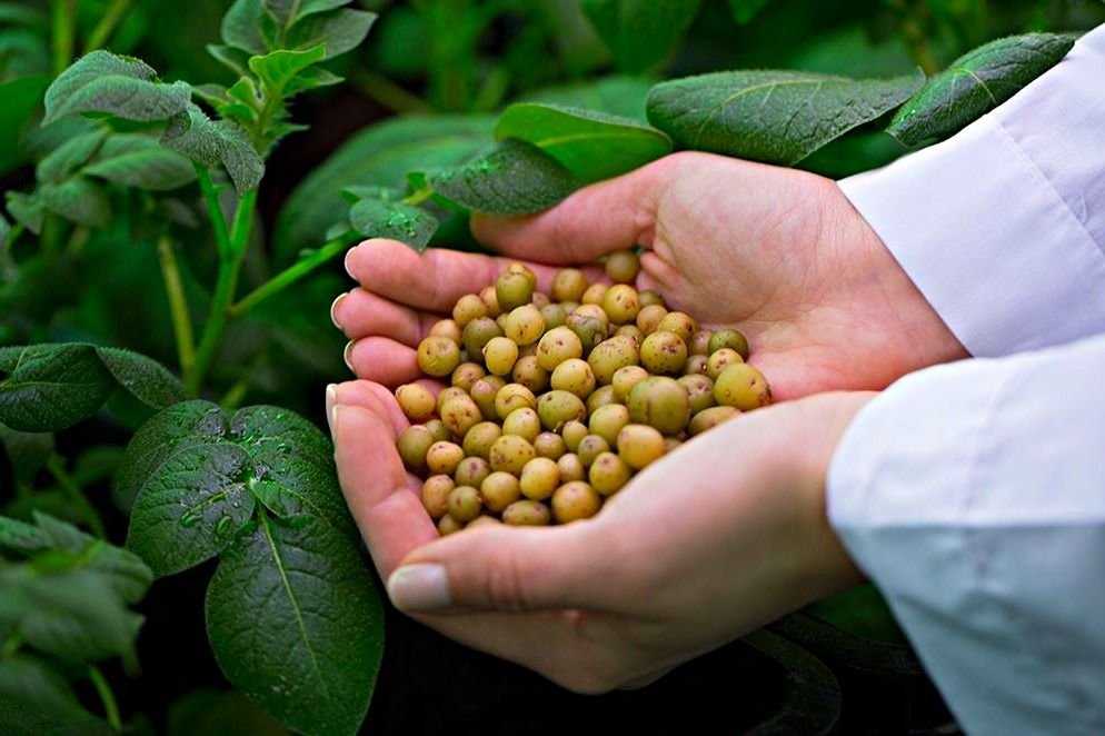 Выращивание картофеля из семян - стоит ли? — floraprice.ru