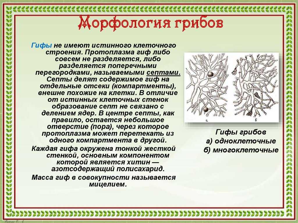 Микроскопические грибы
 - большая энциклопедия нефти и газа, статья, страница 1