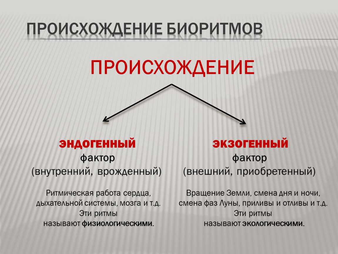 Биологические ритмы человека