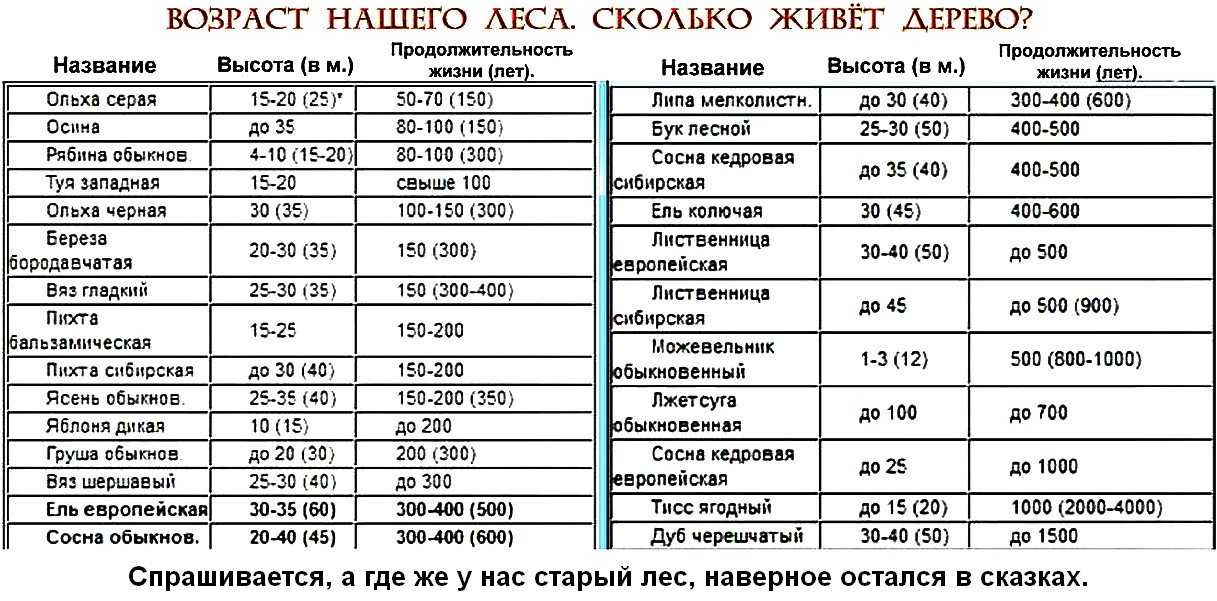 Сосны с восковыми листьями, обезьяньи головоломки, пустынные реликты гондваны — и еще 10 деревьев-долгожителей со всей планеты — нож
