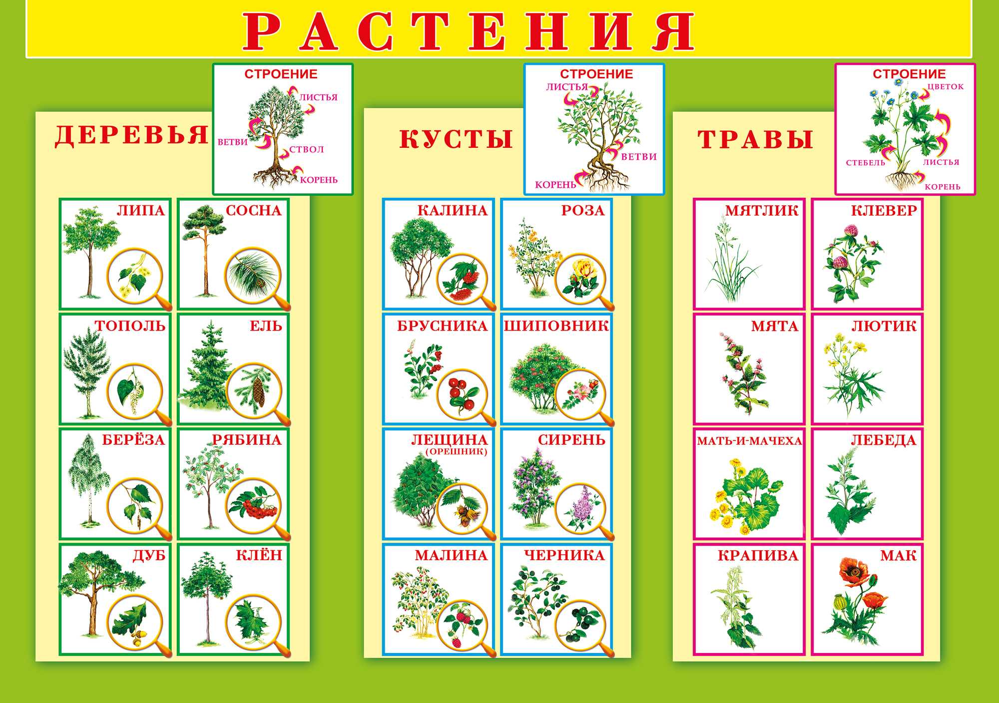 Презентация на тему "травянистые растения. лесная аптека." 2 класс