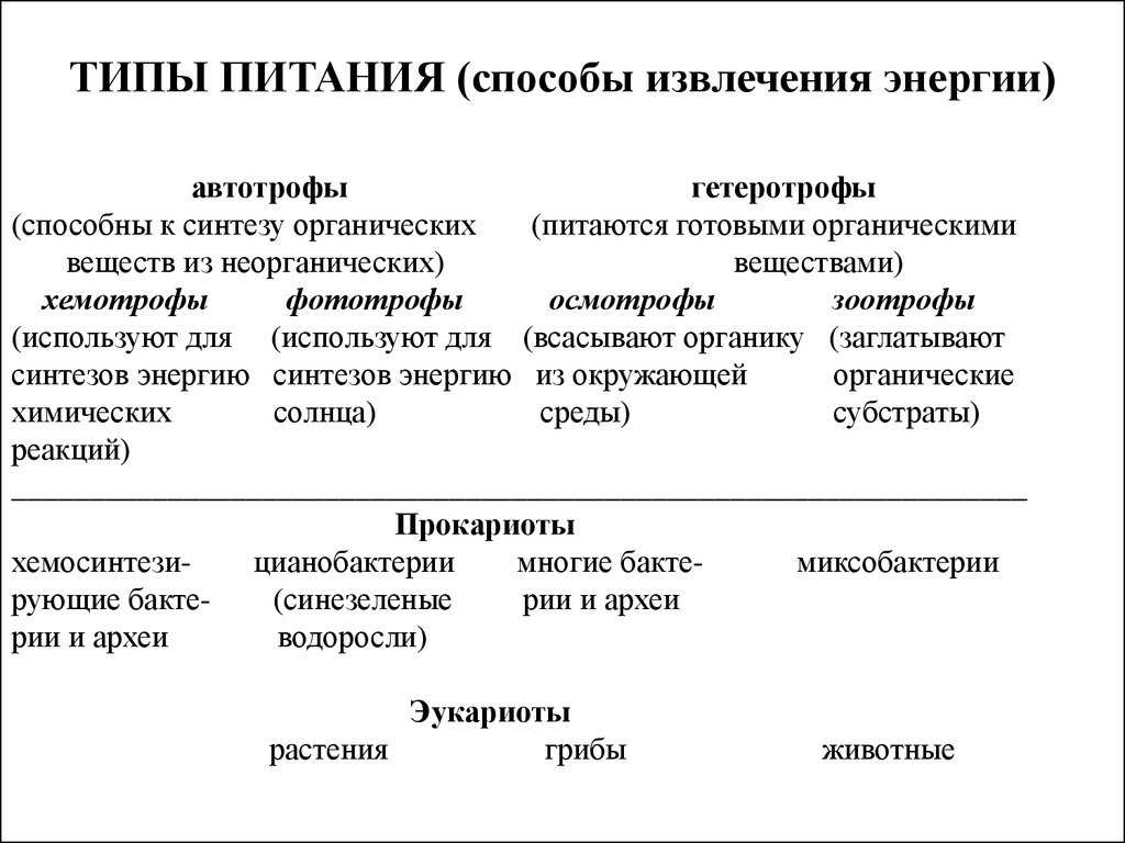 Гетеротрофное питание организмов