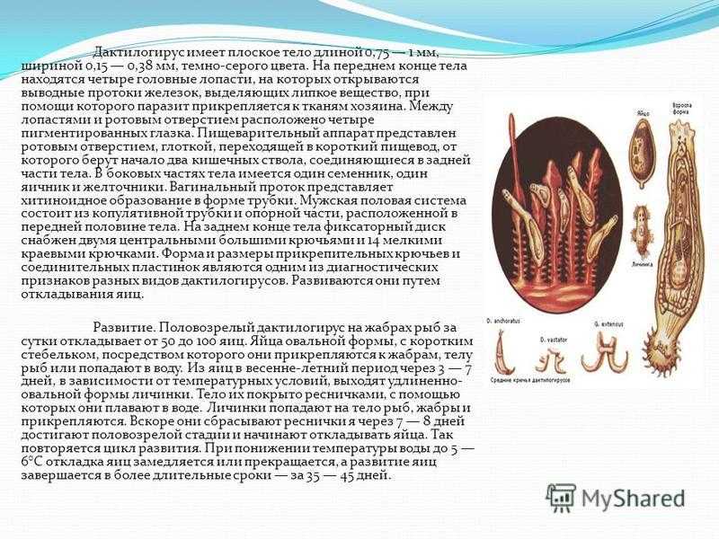 Инструкция о мероприятиях по борьбе с дактилогирозом рыб в рыбоводных хозяйствах