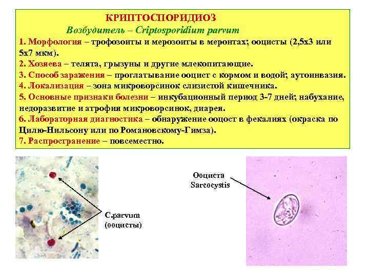 Криптоспоридиоз у телят: диагностика, симптомы, лечение