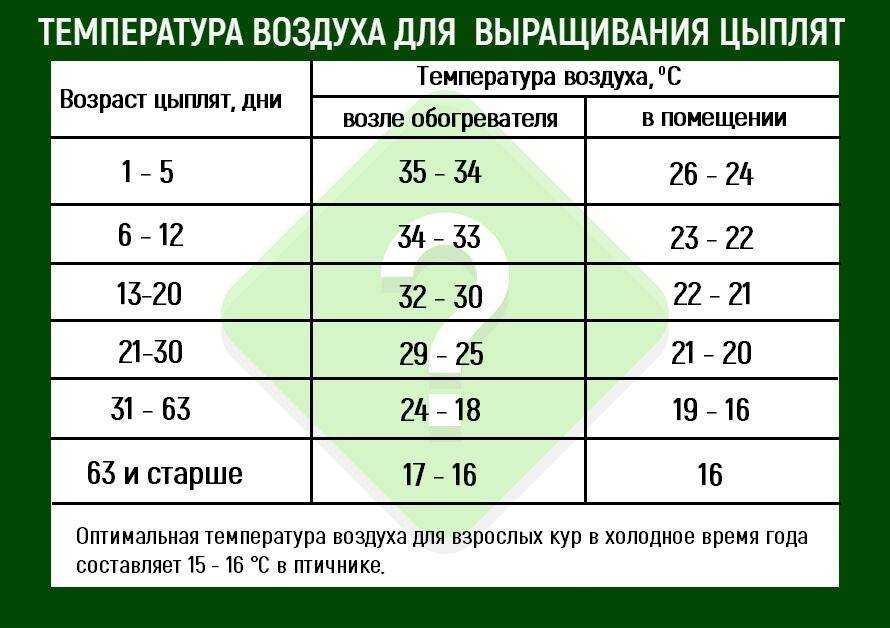 Выращивание цыплят несушек