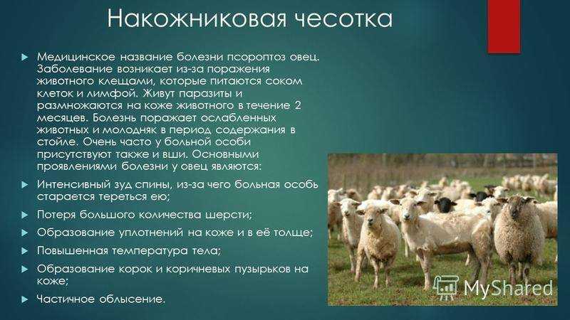 Псороптоз жвачных животных. болезни овец и коз