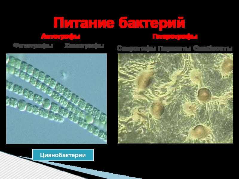 Параграф 20 - естествознание. 10 класс. габриелян о. с. — викирешебник