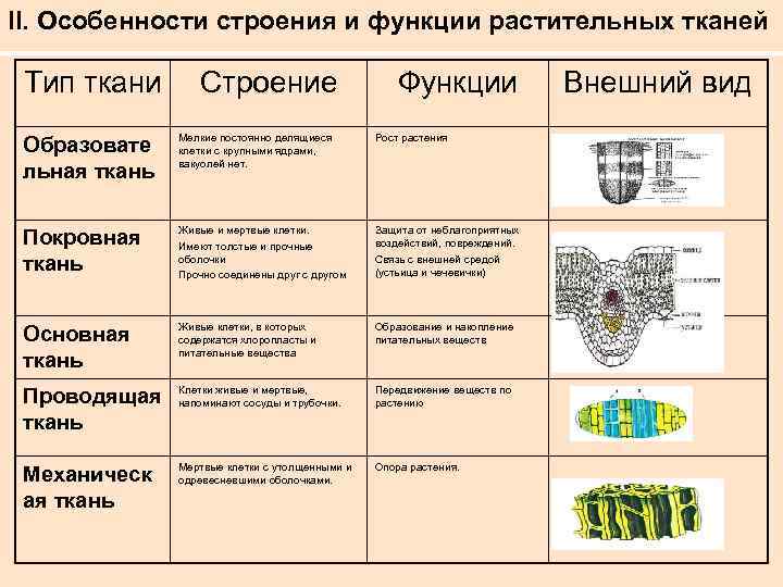 Ткани растений