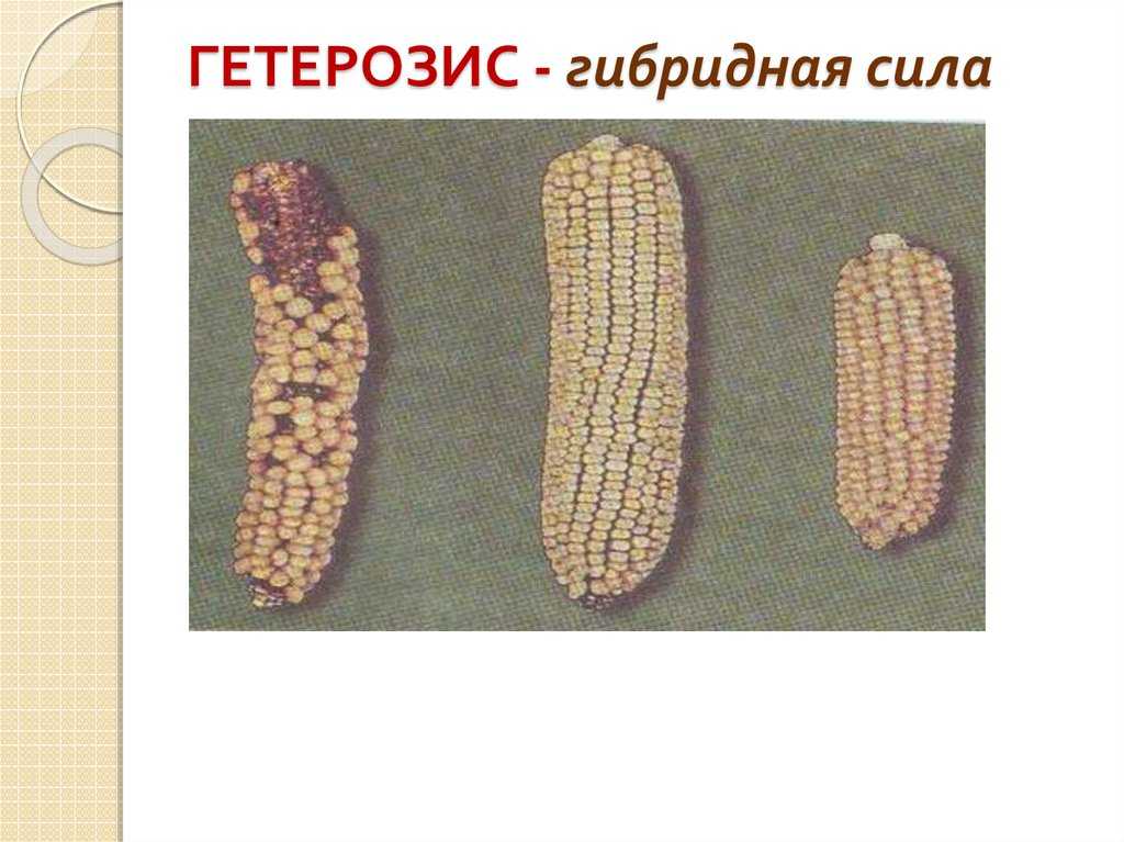 Гетерозис: улучшение животных, растений, человека - биология - 2023