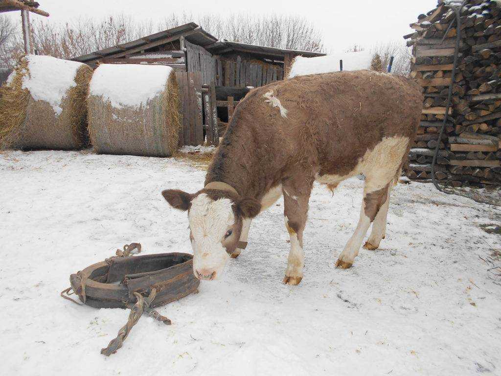«ознакомление со способами и методами проведения кастрации самцов сельскохозяйственных животных»