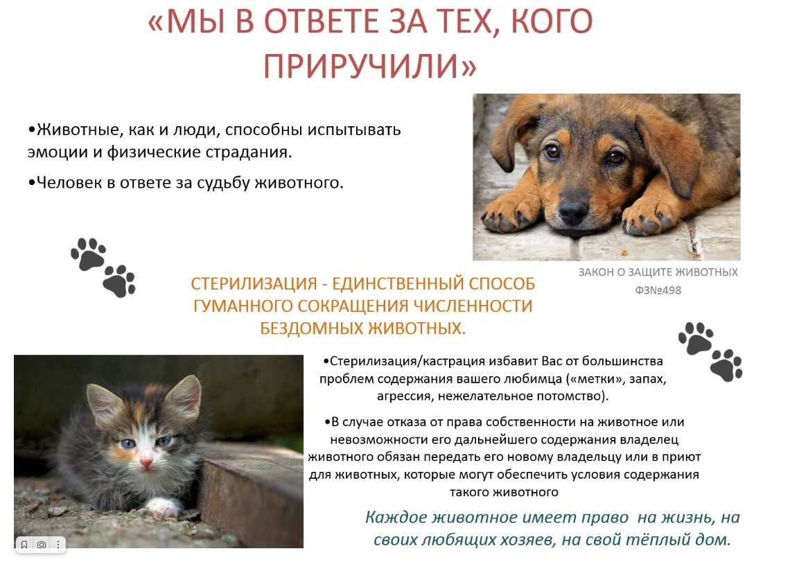 Содержание коров и быков (крс) в домашних условиях