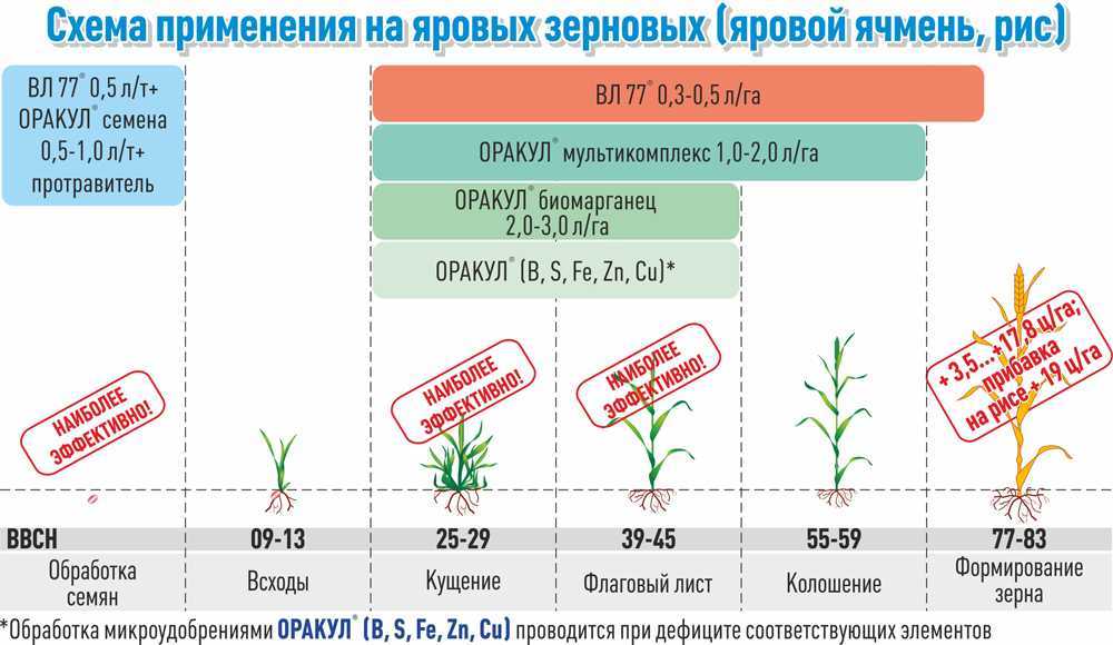 Ячмень как сидерат: дешевый и экологичный способ повысить урожай