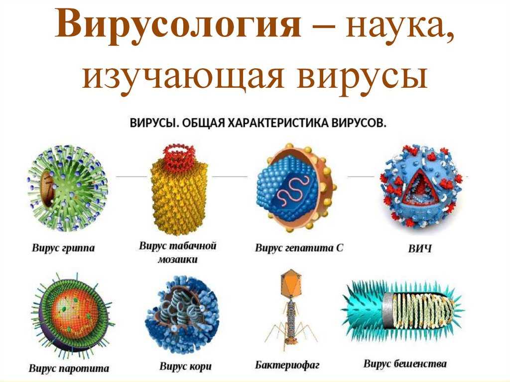 Вирусы и бактерии
