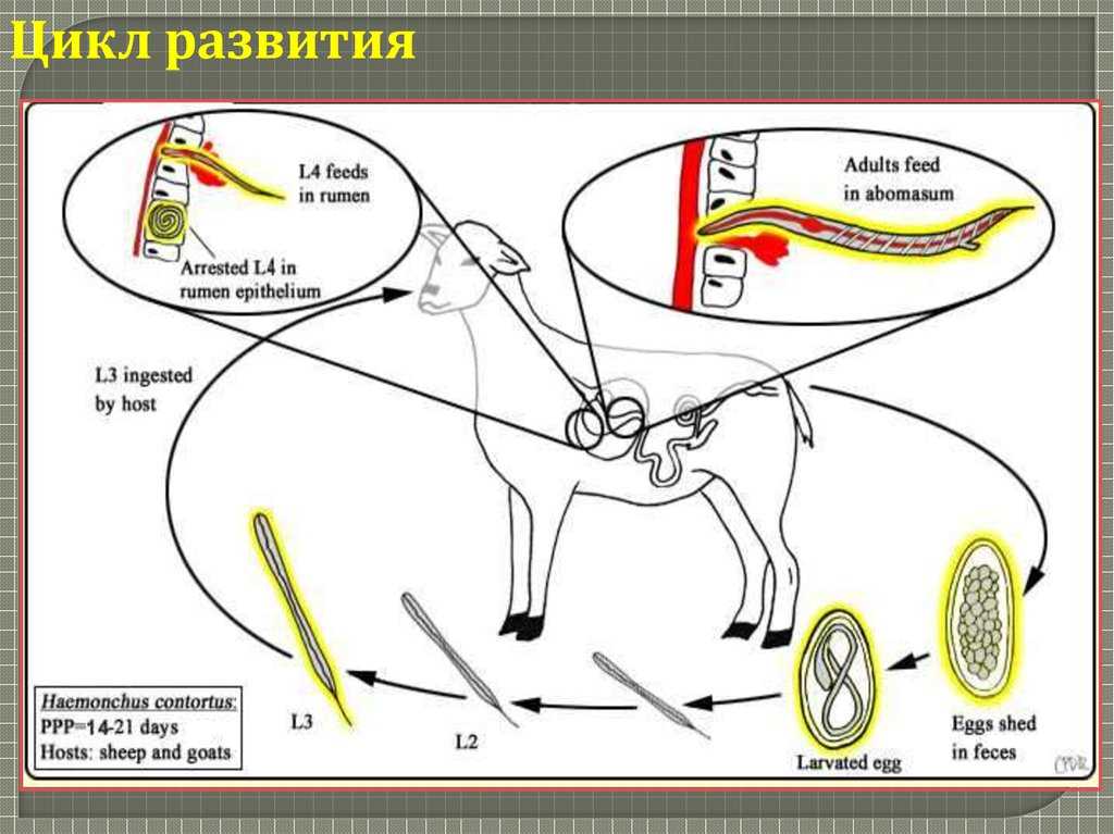 Паразитарные болезни - здоровье животных крупнорогатый скот