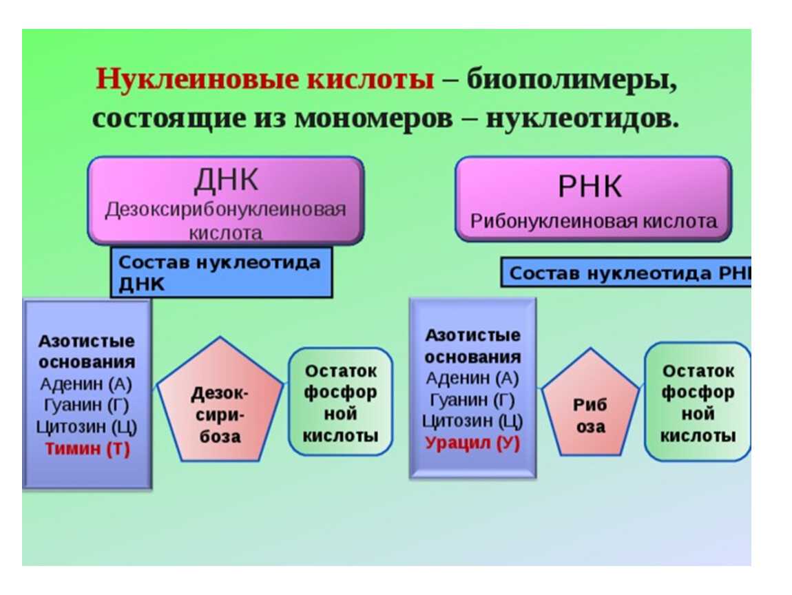 Петунин о. 				 |
						уроки биологии в классах естественно-научного профиля | газета «биология» № 16/2005