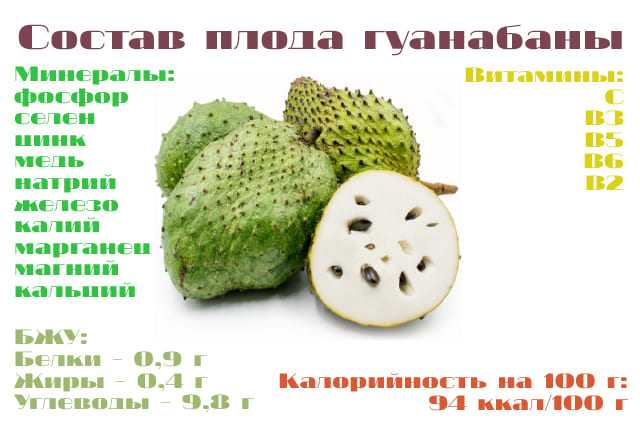Аннона (гуанабана) - полезные и опассные свойства анноны (гуанабаны)