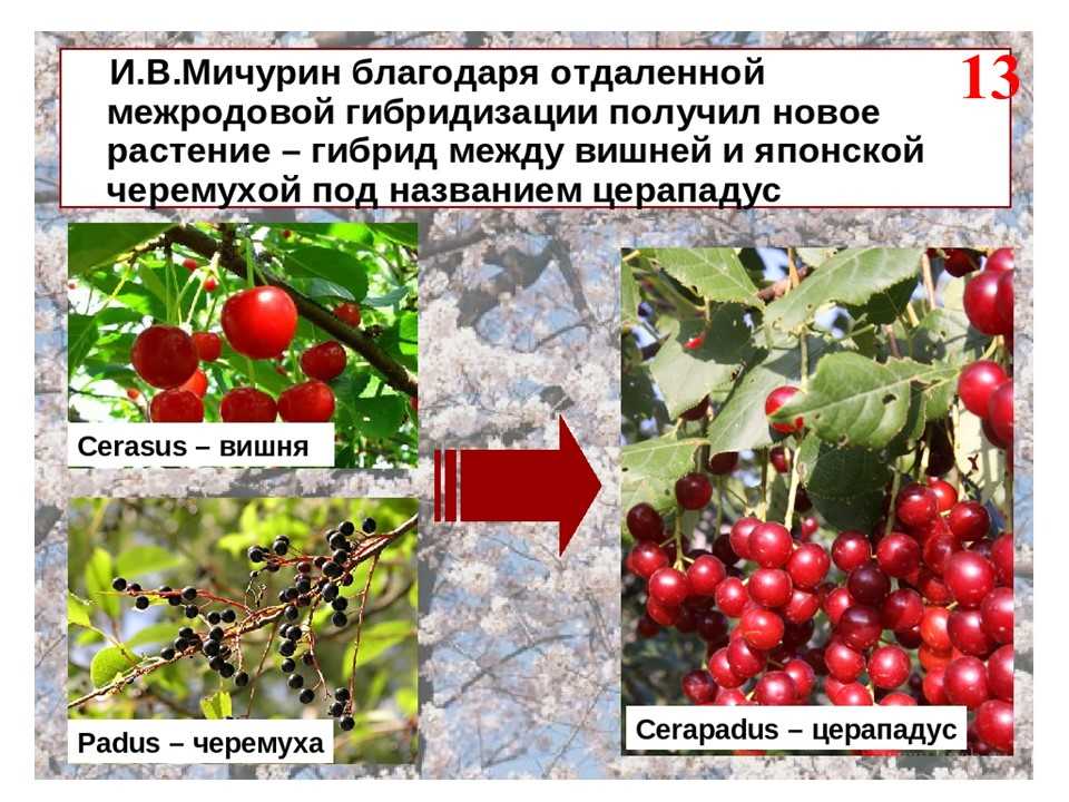 Выведение новых сортов винограда методом гибридизации - страница 2