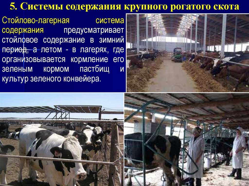 Системы и способы содержания крупного рогатого скота